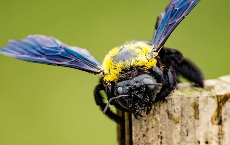 carpenter bee on the edge of a board