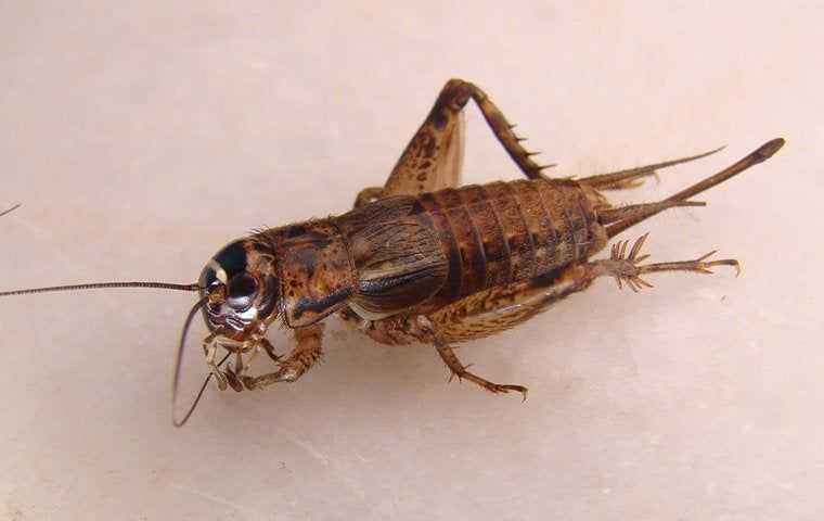 a cricket crawling on a tile floor