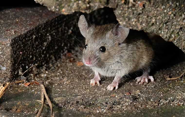 a mouse hiding near a home