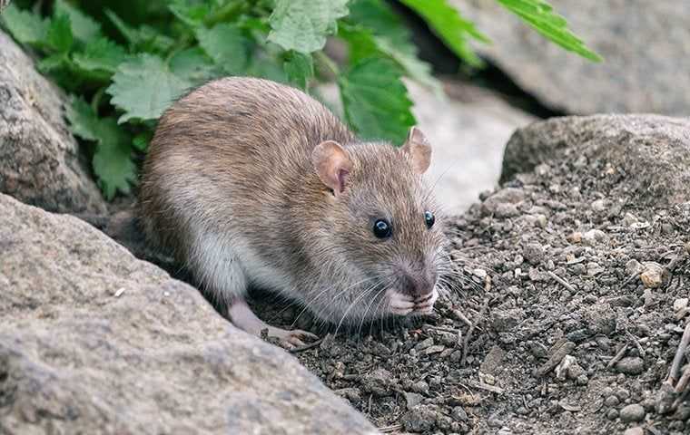 a big rat crawling on rocks near a home