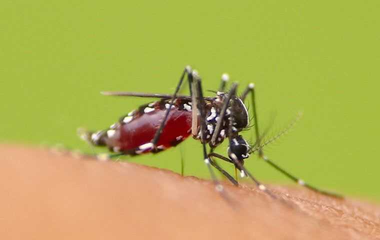 mosquito biting skin