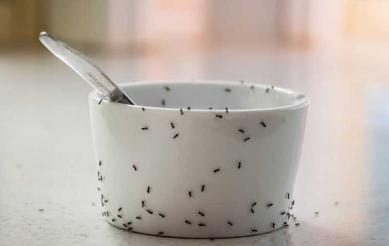 ants crawling on a dish